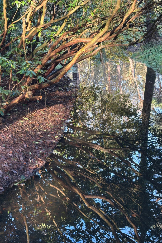 Bomen langs een smalle waterloop weerspiegeld in het stille water, natuur als spiegel van innerlijk proces.