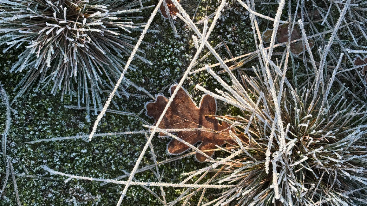 reiki wintertijd blog-80 Rijp op wintergras met een bruin blad ertussen als symbool voor verstilling, innerlijke onrust en overgang in wintertijd.