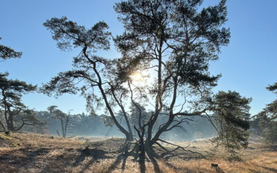 Reiki in volledige stilte – een uur van aanwezigheid