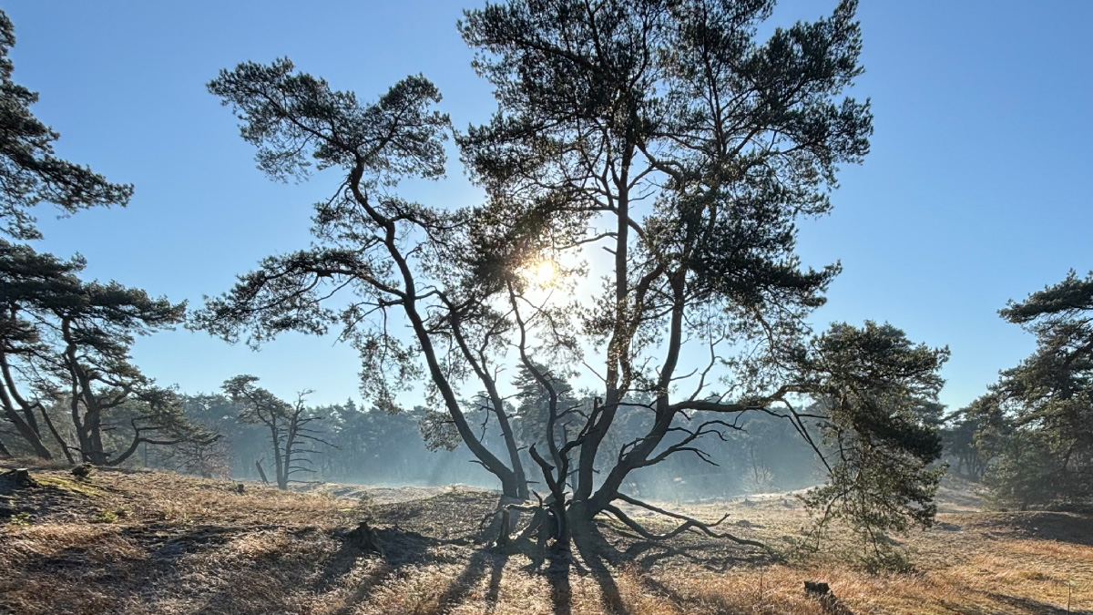 stilte-reiki-80 Eenzame boom in een open heidelandschap in de winterzon, met lange schaduwen en een sfeer van rust en verstilling.