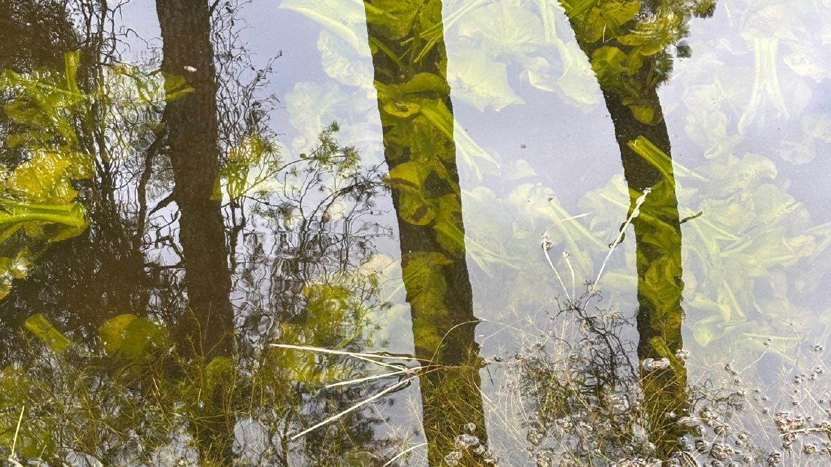 Reflectie van bomen in water met groene planten, symbool voor verwondering, creativiteit en natuur als spiegel.