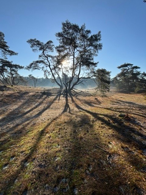 Eenzame boom in een open heidelandschap in de winterzon, met lange schaduwen en een sfeer van rust en verstilling.